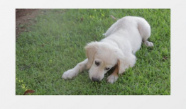 可爱狗狗视频,狗狗视频里的欢乐时光